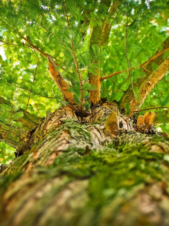 Foto: Blick auf einen Baum, von unten, Stamm bis zum Blätterdach
