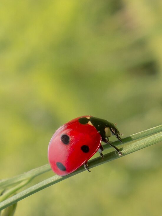 Foto: Nahaufnahme eines Marienkäfers, der einen Grashalm hinauf klettert
