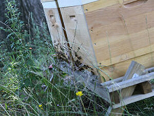 Foto: Bienenvolk an ihrem Kasten