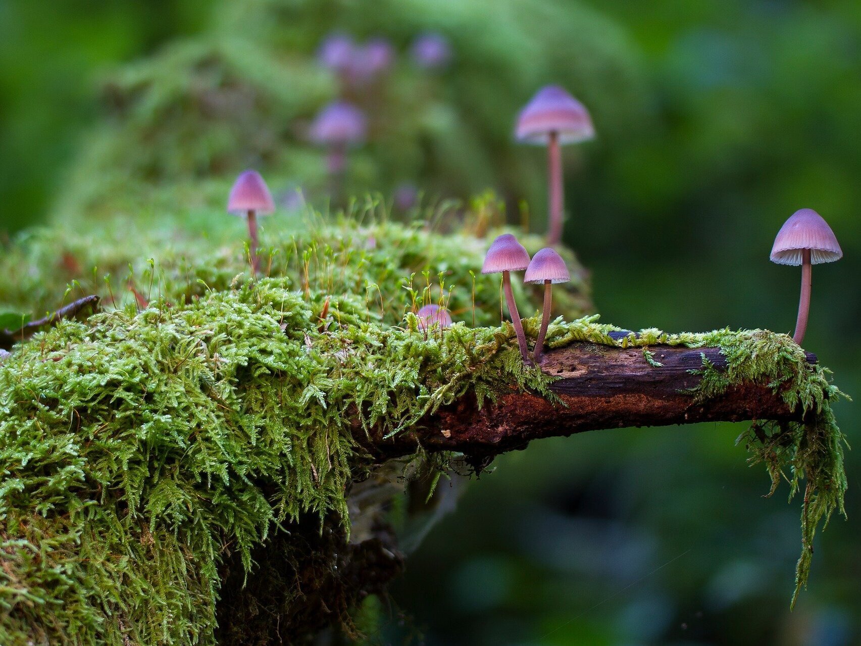 Foto: Frisch gewachsene Pilze auf einem bemoosten Baumstamm