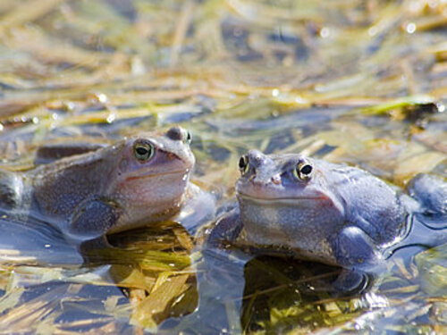 Foto: Zwei männliche Moorfrösche sitzen nebeneinander in flachem Wasser