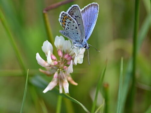 Foto: Schmetterling Argus Bläuling sitzt auf einer Blüte