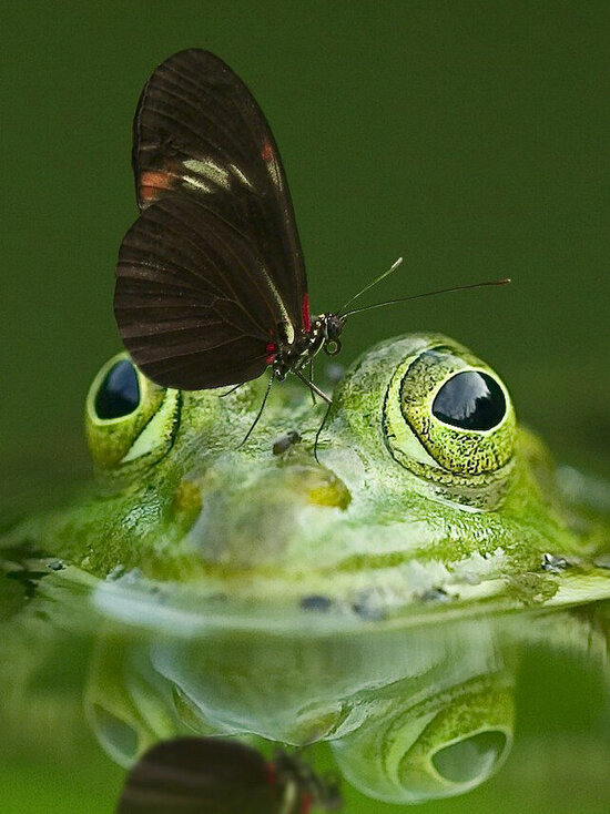 Foto: Frosch in einem Teich mit einem Schmetterling auf der Nase