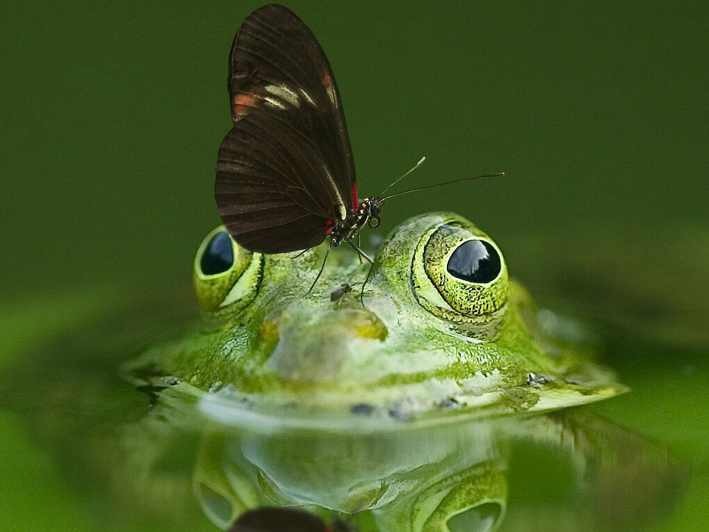 Foto: Nahaufnahme von einem Frosch in einem Teich, der einen Schmetterling auf der Nase sitzen hat